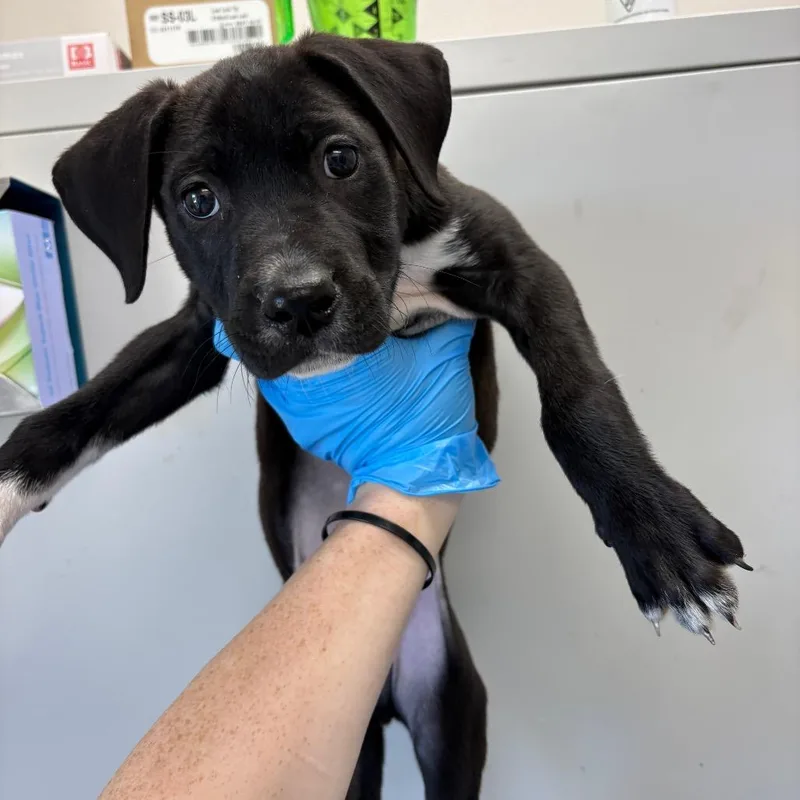 A baby small-sized male Black Mixed Breed dog named Fabio for adoption in Columbiana, AL