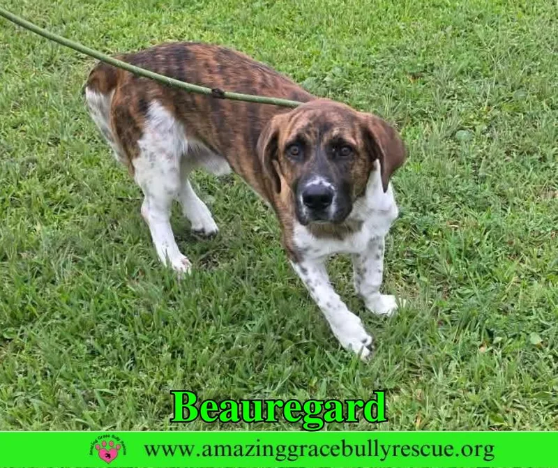 A young medium-sized male Basset Hound dog named Beauregard for adoption in Pensacola, FL
