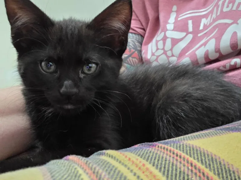 A young small-sized male Black Domestic Short Hair cat named Atlas for adoption in Tyler, TX