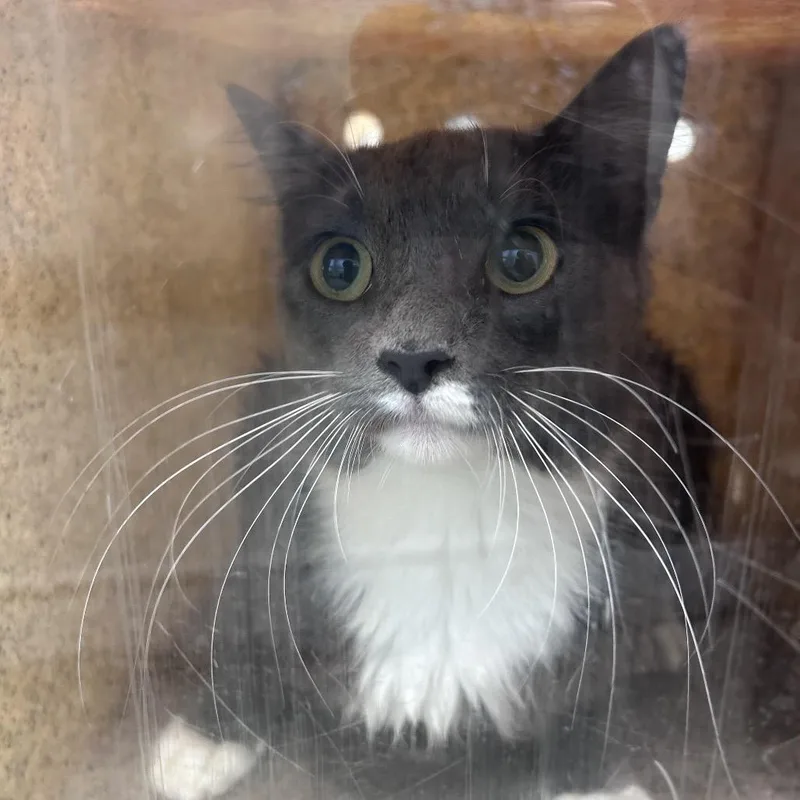 A young medium-sized female Black Domestic Short Hair cat named Oreo Milkshake for adoption in Philadelphia, PA
