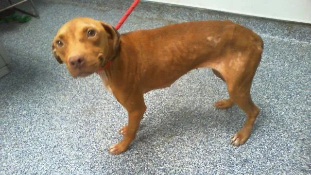 A young medium-sized female Mixed Breed dog named Vanilla Berry for adoption in Charlotte, NC