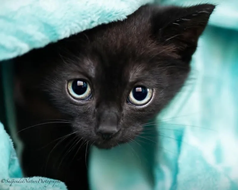 A baby small-sized female Domestic Short Hair cat named Annabeth for adoption in San Jacinto, CA