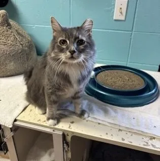 An adult medium-sized female Domestic Medium Hair cat named Baby for adoption in Steamboat Springs, CO