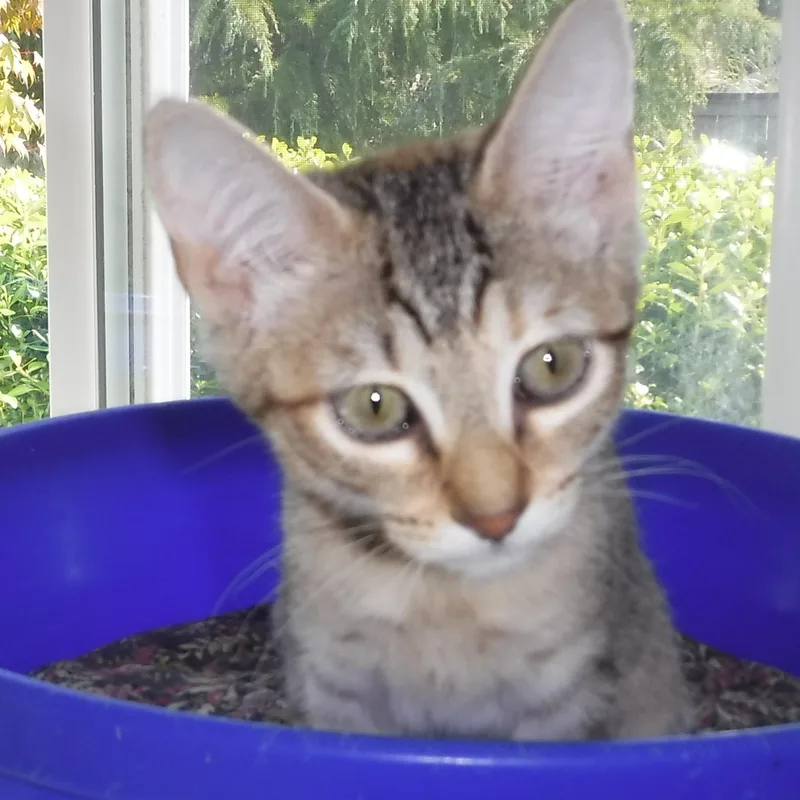 A baby medium-sized female Tabby (Buff / Tan / Fawn) Tabby cat named Paula  Super Social for adoption in Hoquiam, WA