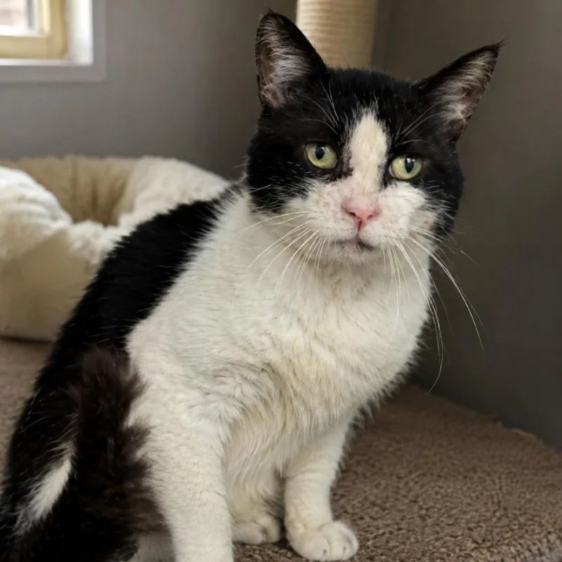 An adult medium-sized male Black Domestic Short Hair cat named Marvin for adoption in Austin, TX