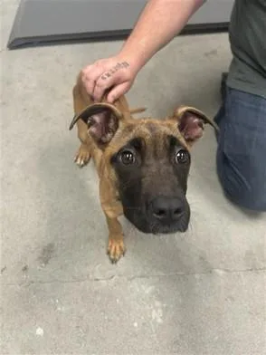 A young large-sized male German Shepherd Dog dog named Rex for adoption in Urbana, IL