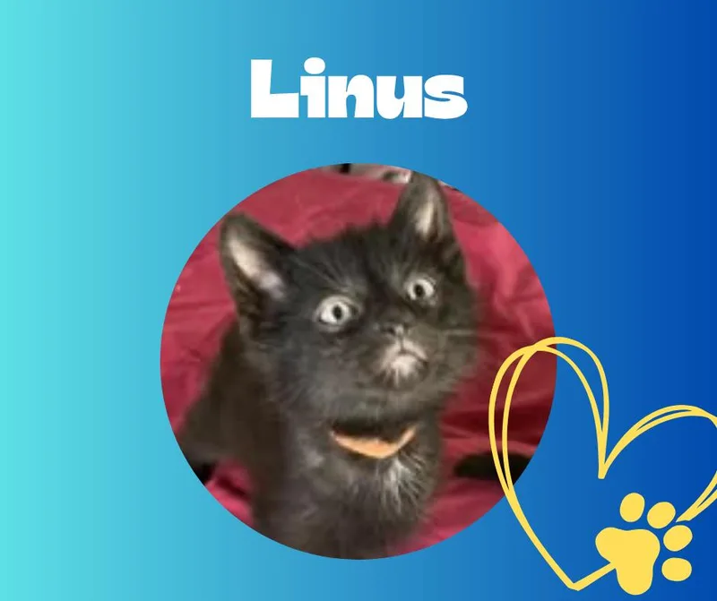 A baby medium-sized male Domestic Short Hair cat named Linus for adoption in Chesapeake Beach, MD