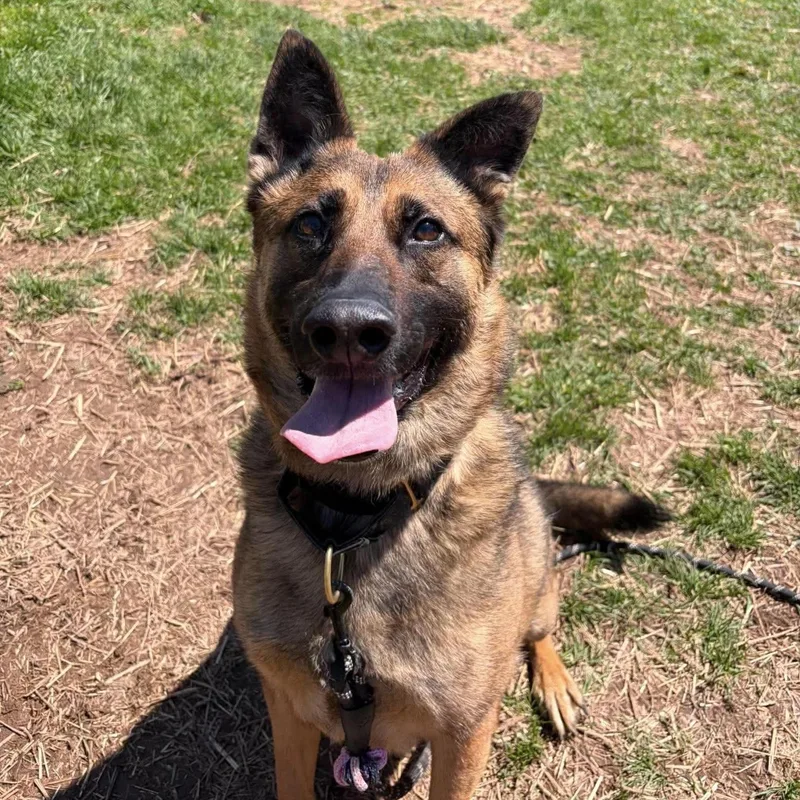 An adult large-sized male Black Belgian Shepherd / Malinois dog named Jericho for adoption in Syracuse, NY