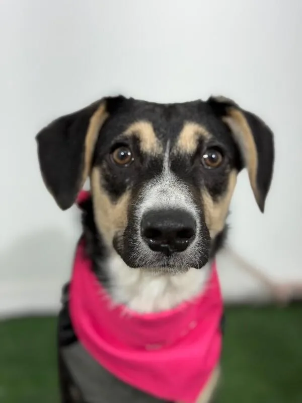 A baby medium-sized male Tricolor (Brown, Black, & White) Bluetick Coonhound dog named Larry for adoption in Carlsbad, CA