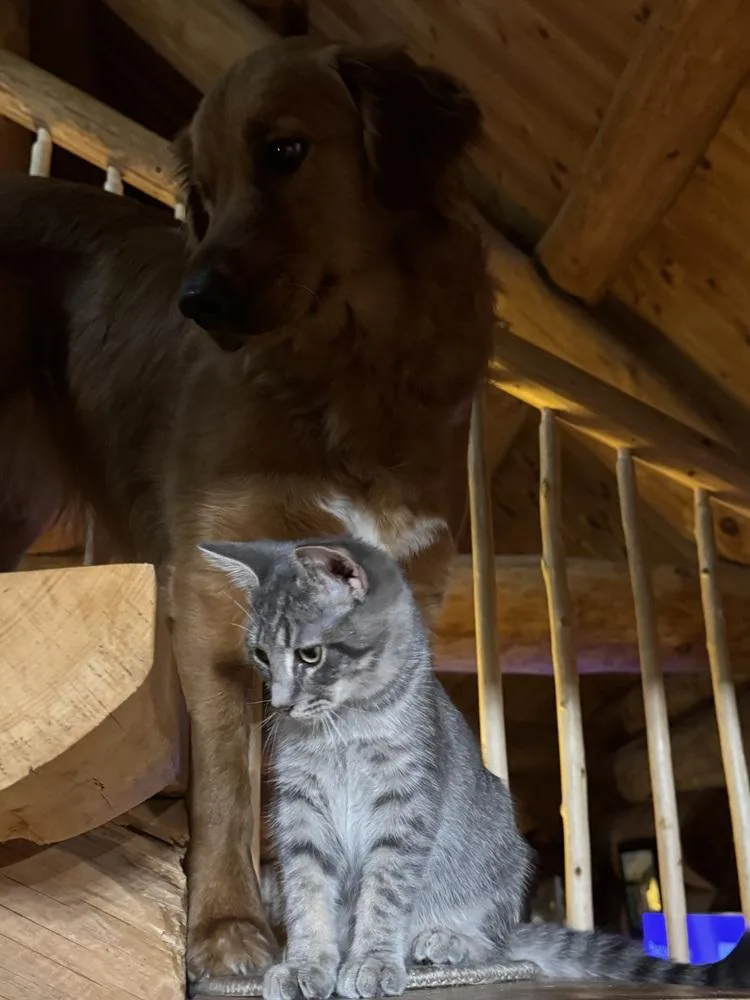 A baby medium-sized male Domestic Medium Hair cat named Mysterio for adoption in Lansing, MI