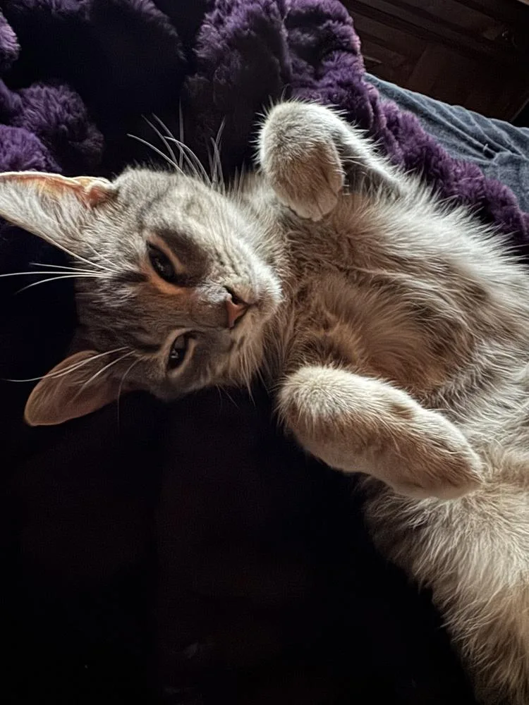 Mysterio thumbnail 2