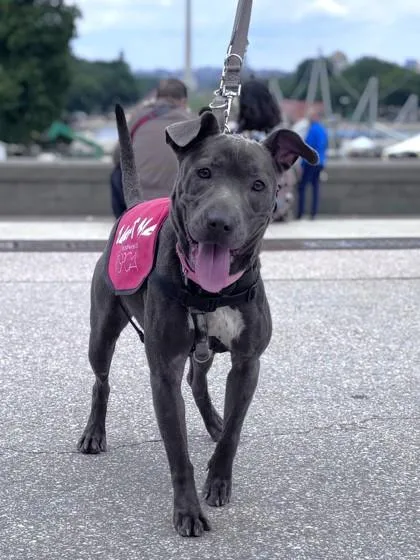An adult medium-sized female Mixed Breed dog named Baja for adoption in West Chester, PA