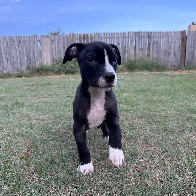 Waggles