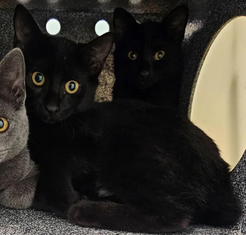 A baby small-sized female Domestic Short Hair cat named Carolyn for adoption in Athens, TN