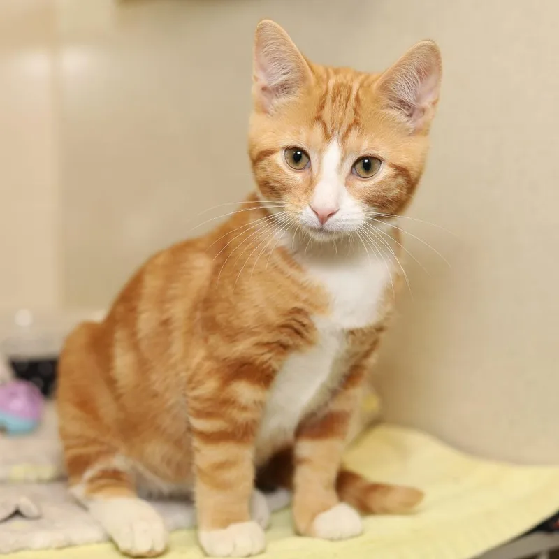 A baby small-sized male Orange / Red Domestic Short Hair cat named Dirty Dan for adoption in Evansville, IN