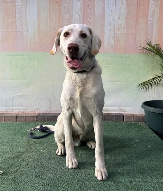 A young medium-sized male Labrador Retriever dog named Crypto for adoption in Baldwin Park, CA