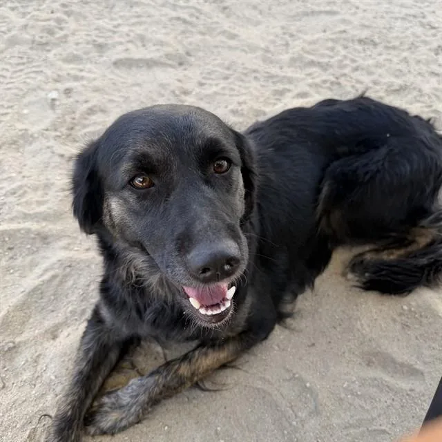 A young medium-sized female Border Collie dog named Gigi for adoption in Thousand Palms, CA