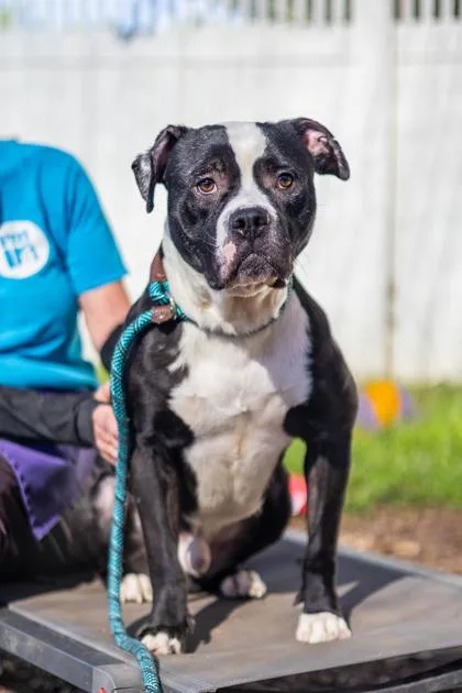 An adult large-sized male Mixed Breed dog named Hagan for adoption in Chamblee, GA