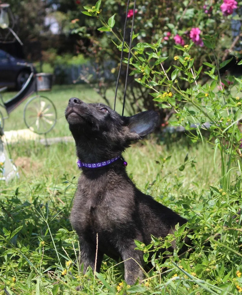 Zane  weeks Neuter