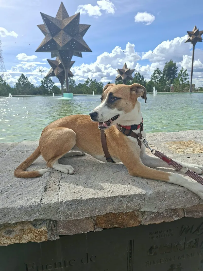 A young medium-sized female White / Cream Shepherd dog named Nala for adoption in Austin, TX