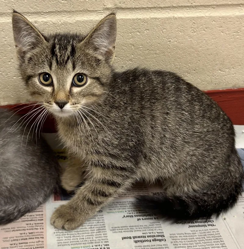 A baby medium-sized male Tabby (Brown / Chocolate) Domestic Short Hair cat named Toffee for adoption in Mason City, IA