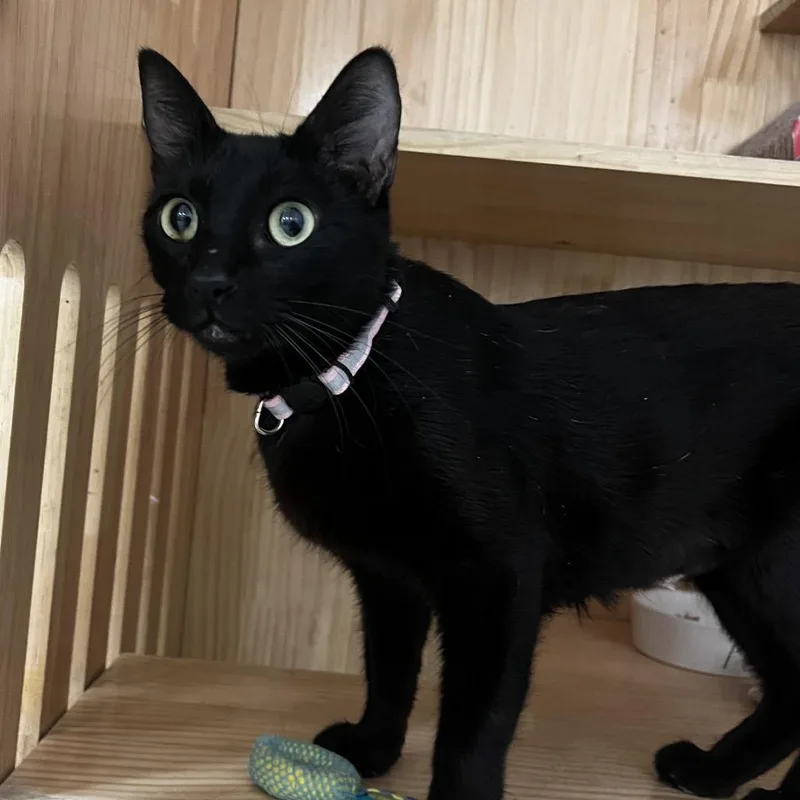 A young medium-sized female Black Domestic Short Hair cat named Zuzu for adoption in Yucca Valley, CA