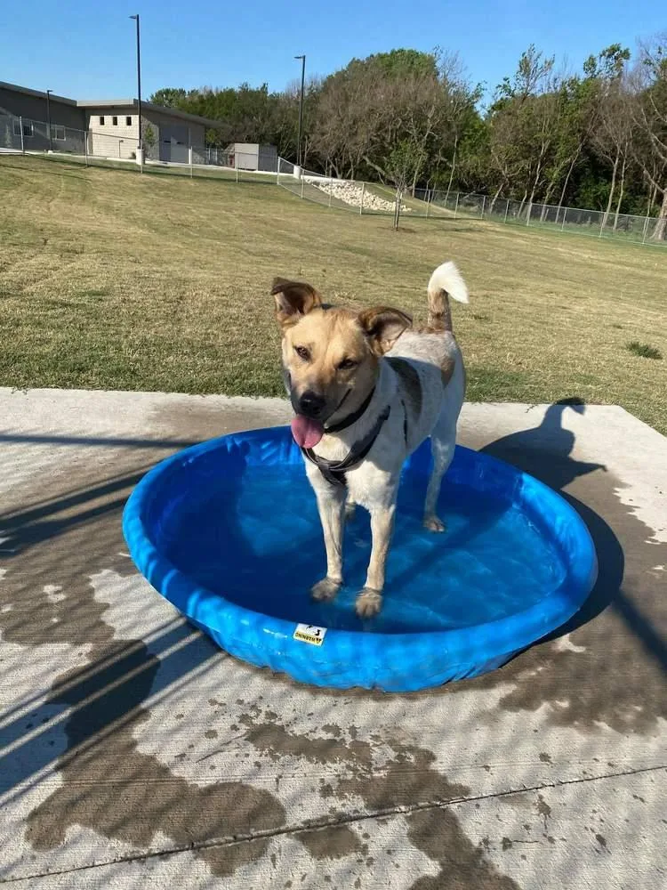 An adult large-sized female Mixed Breed dog named Heidi for adoption in Wellington, KS