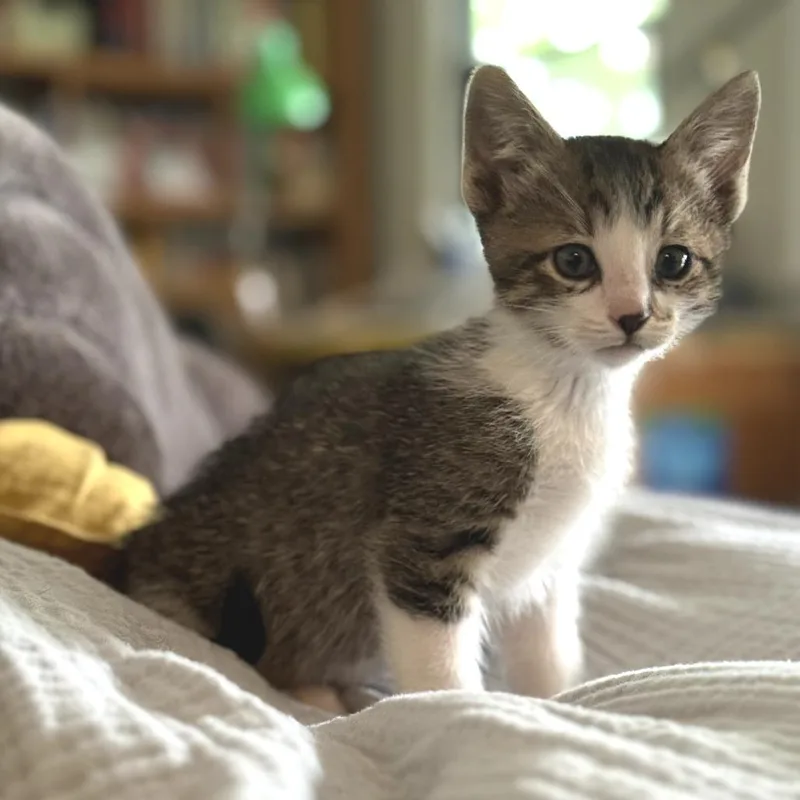 A baby small-sized male Brown / Chocolate Domestic Short Hair cat named Cherry for adoption in Long Beach, CA