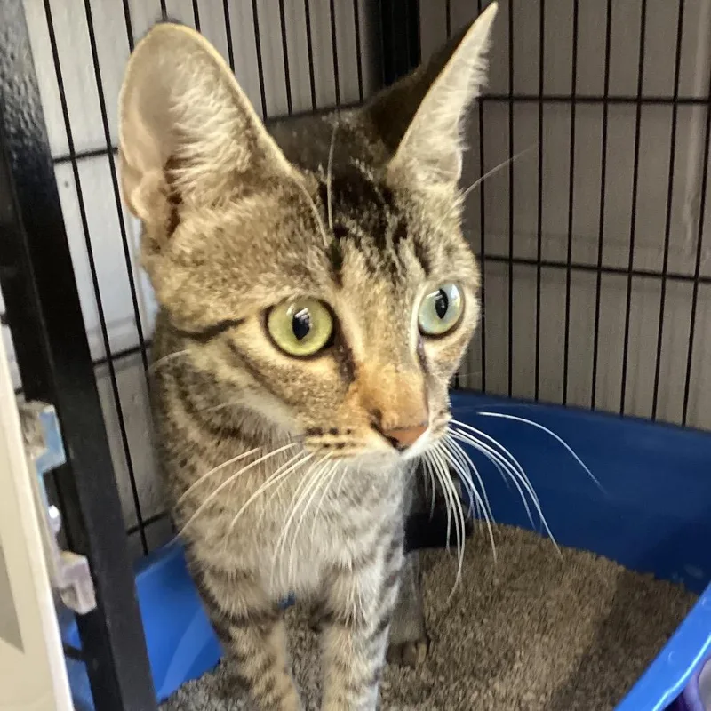 A young medium-sized female Brown / Chocolate Domestic Short Hair cat named Tina for adoption in Montgomery, AL