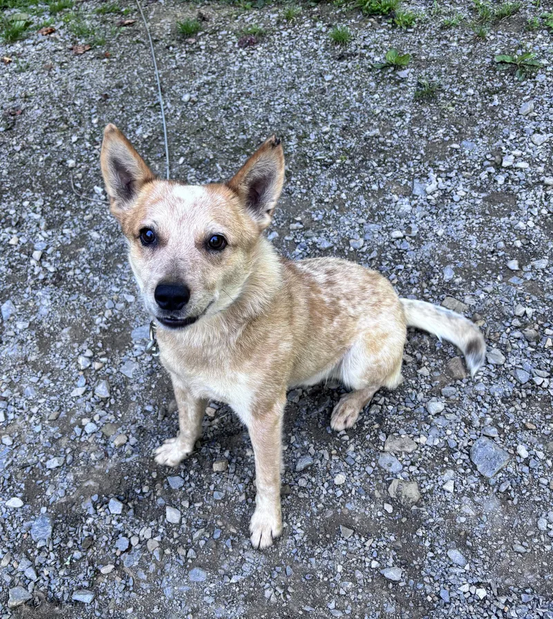 A young medium-sized male Red / Chestnut / Orange Australian Cattle Dog / Blue Heeler dog named Milo for adoption in Grafton, WV