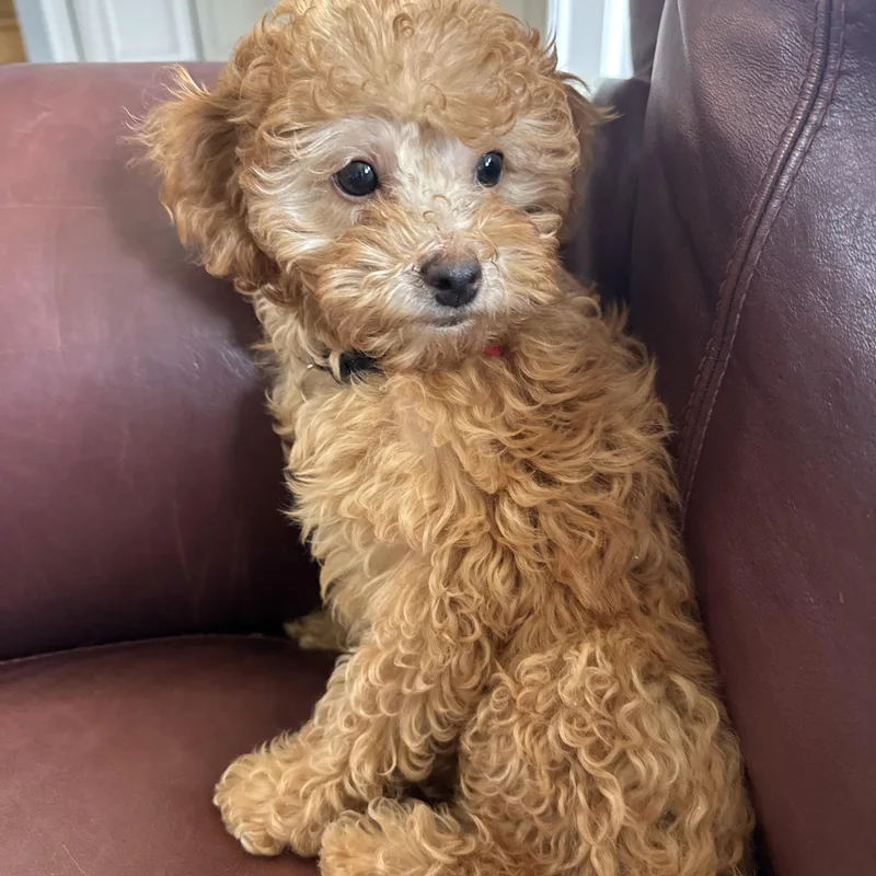 A baby small-sized male Poodle (Toy) dog named Chilli for adoption in Mount Prospect, IL
