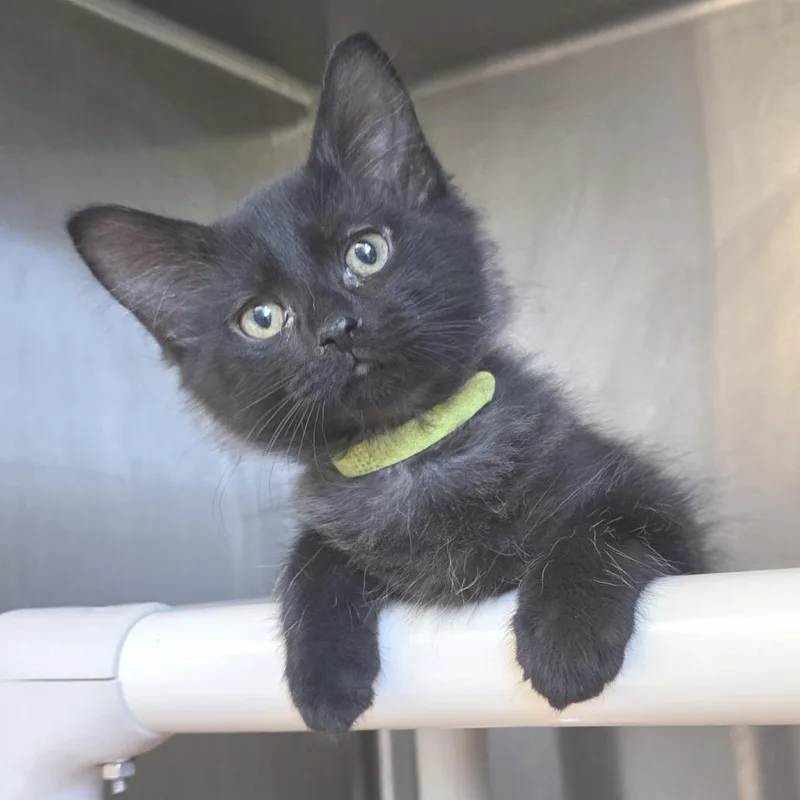 A baby small-sized male Black Domestic Short Hair cat named Bazooka for adoption in Fort Wayne, IN