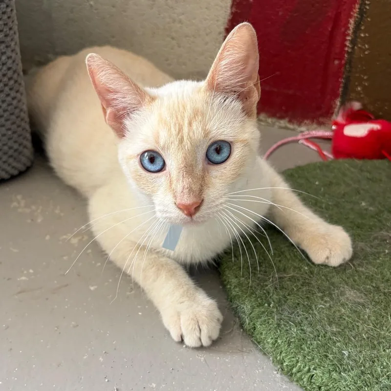 An adult medium-sized male Cream / Ivory Domestic Short Hair cat named Coco for adoption in Laredo, TX