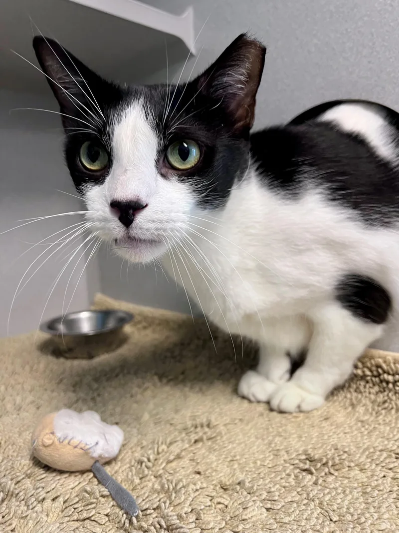 A senior large-sized male Black & White / Tuxedo Domestic Short Hair cat named Oreo for adoption in Frederick, MD