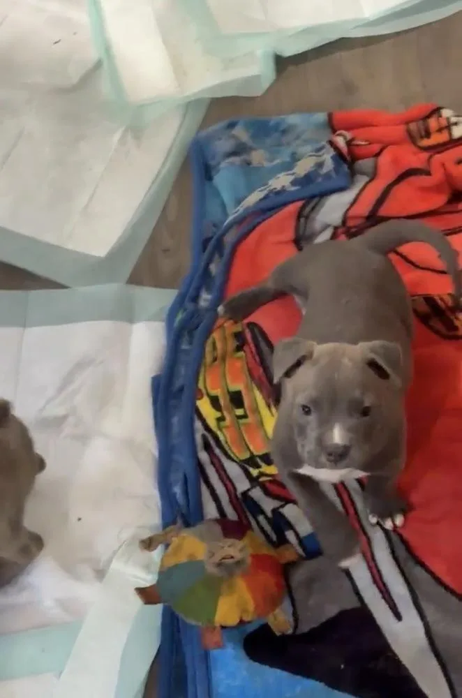 A baby medium-sized male French Bulldog dog named Gaston for adoption in Mooresville, NC