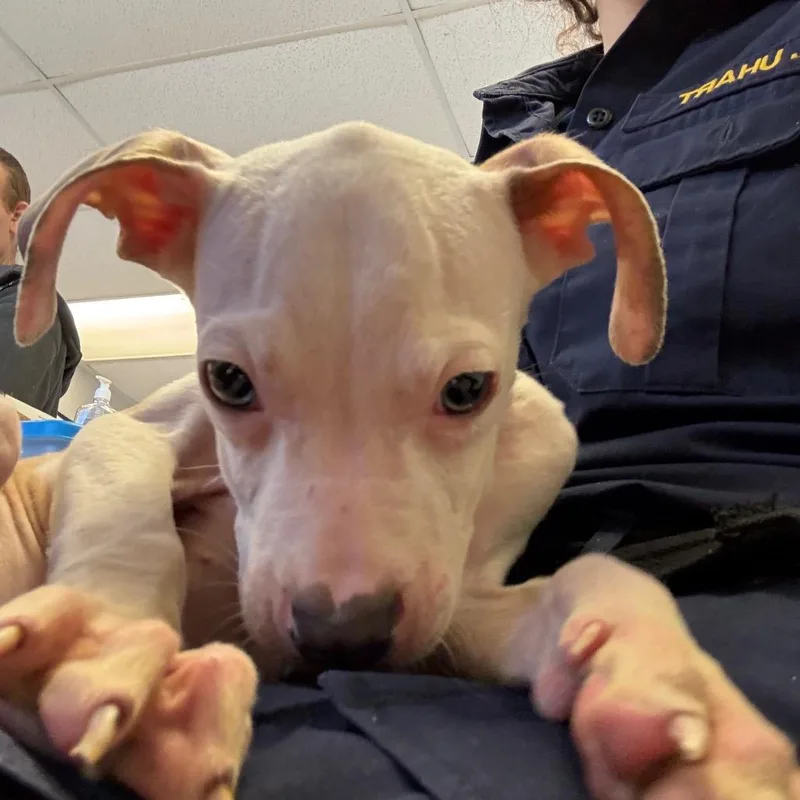 A baby medium-sized male Yellow / Tan / Blond / Fawn Pit Bull Terrier dog named Tofu for adoption in mount vernon, AR
