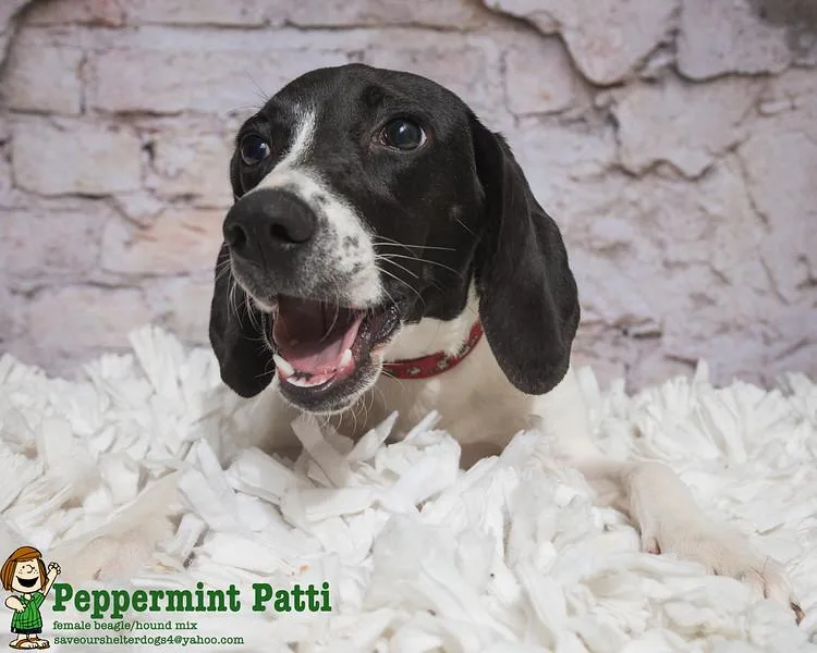 Peppermint Patty thumbnail 3