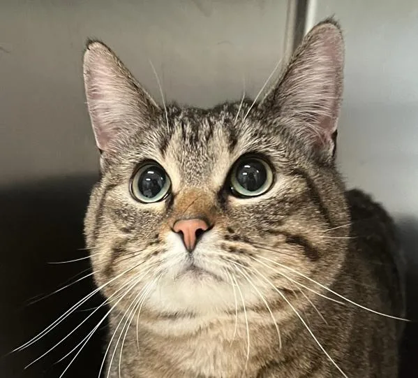 Snickers thumbnail 2