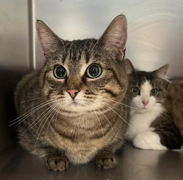 Snickers thumbnail 3