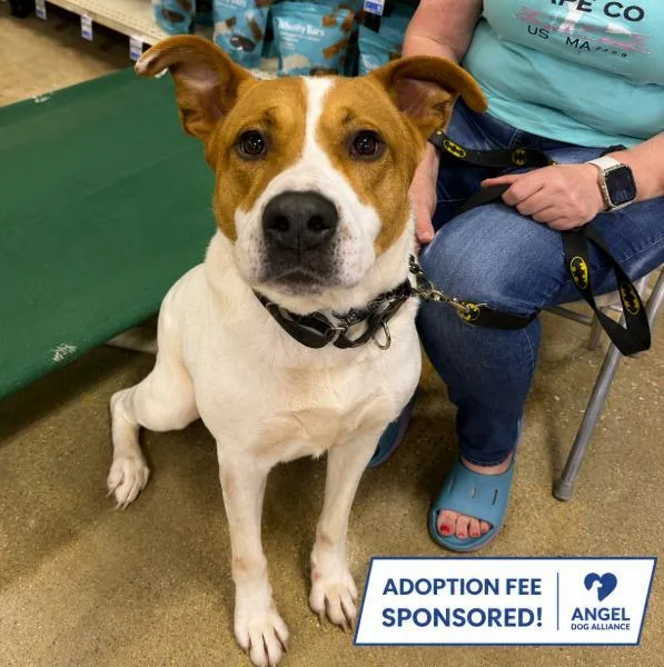 An adult large-sized male Mixed Breed dog named Toffee for adoption in Naperville, IL