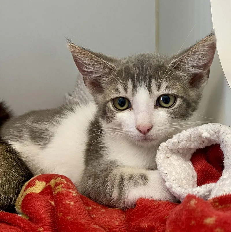 A baby small-sized male Gray & White Domestic Short Hair cat named Gwystyl for adoption in Oakland, CA