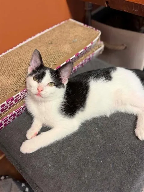 A baby small-sized female Domestic Short Hair cat named Oreo for adoption in Saint Peters, MO