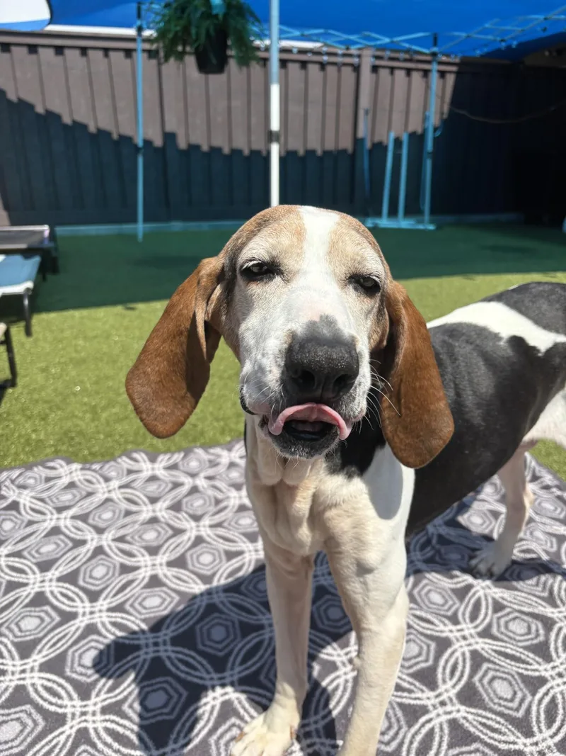 A senior medium-sized female Tricolor (Brown, Black, & White) Hound dog named Hope for adoption in Mount Juliet, TN