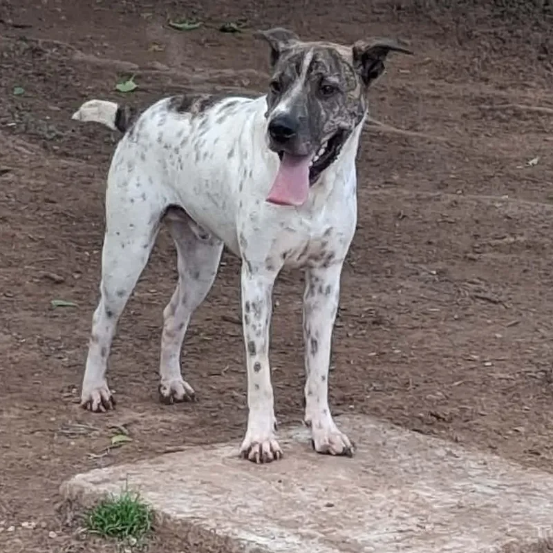 A young medium-sized male Tricolor (Brown, Black, & White) Shar-Pei dog named Milo for adoption in Joshua, TX