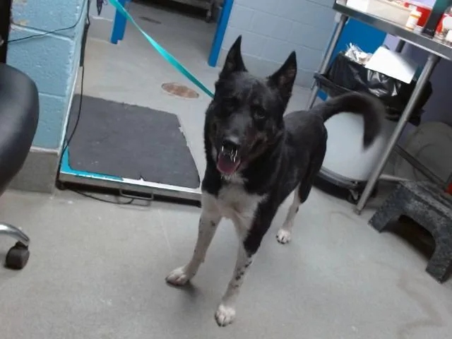 A young medium-sized male German Shepherd Dog dog named Pine for adoption in Albuquerque, NM