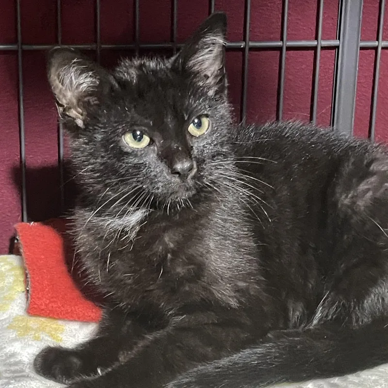A baby small-sized male Black Domestic Short Hair cat named Desmond for adoption in Highland, IN