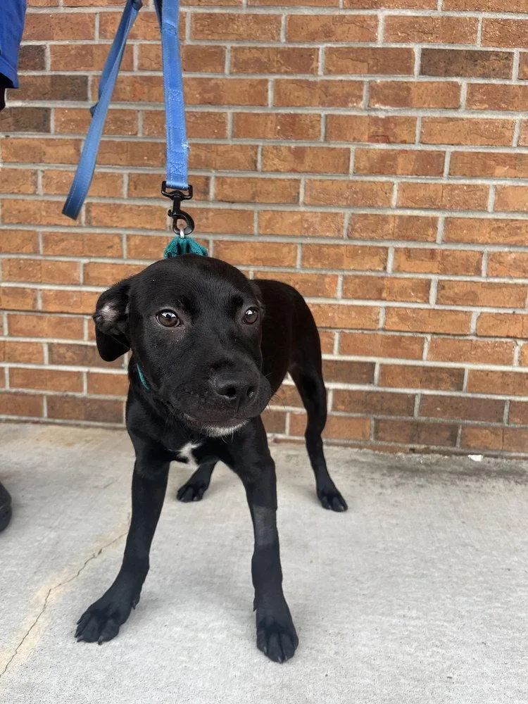 A baby medium-sized male Terrier dog named Chex for adoption in Candler, NC