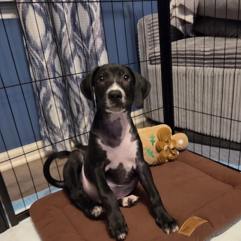 A baby medium-sized male Black Pointer dog named Renzo for adoption in LEMONT, IL
