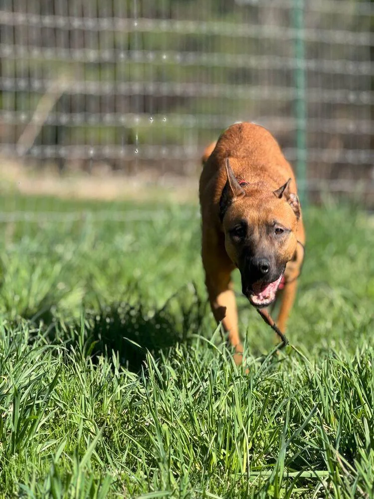 Fireball thumbnail 2