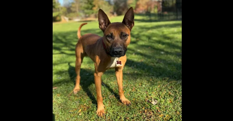 Fireball thumbnail 3